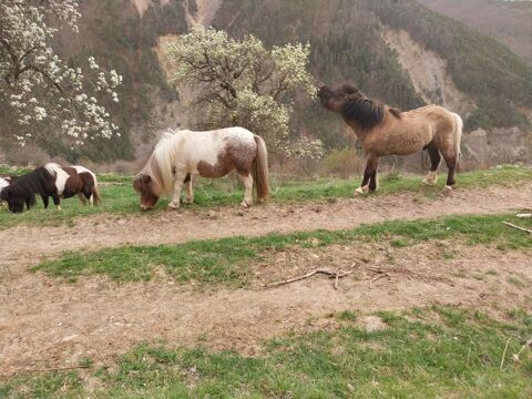 &eacute;talon shetland 1000 04140 Barles