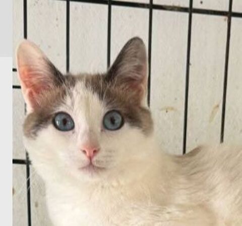 PRISCILA 230 27620 Gasny