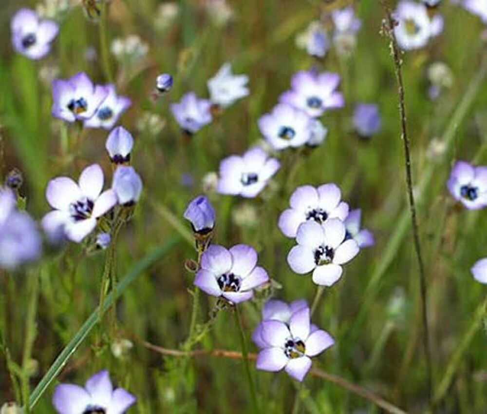 Gilia tricolor graines Jardin
