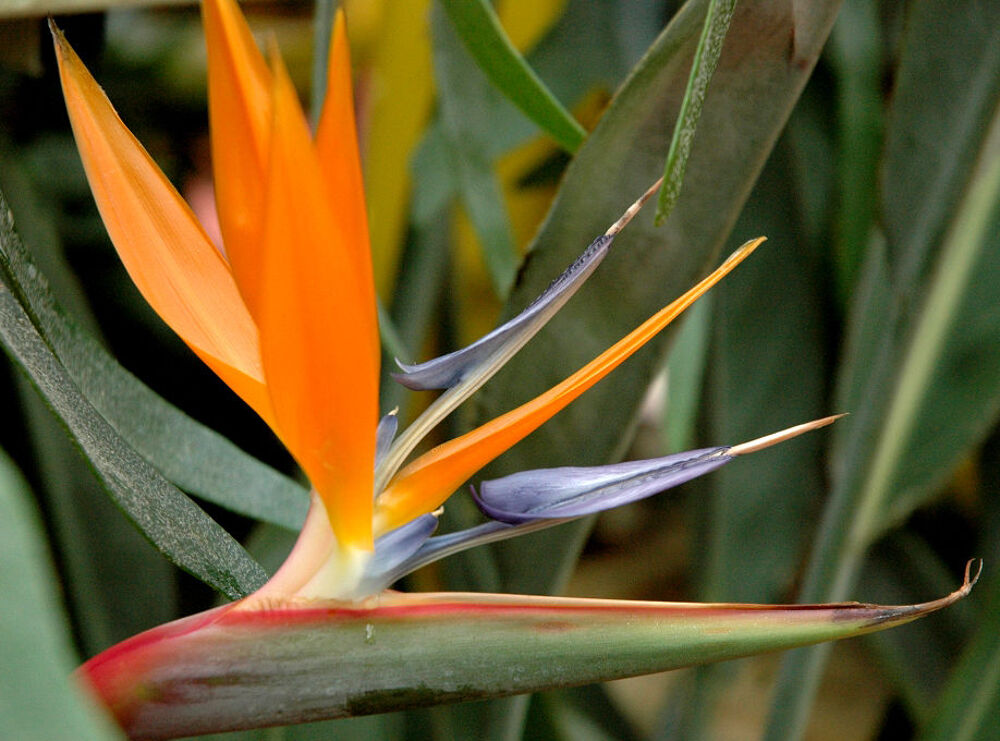 'Strelitzia', plus connue sous le nom d''Oiseau de Paradis' Jardin