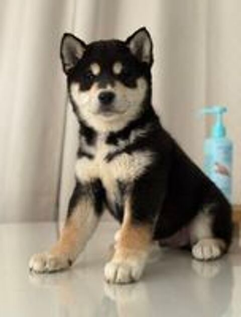   🐕🦊 Shiba Inu LOF 🐾🐾 Lignées japonaises prestigieuses 🇯🇵 Couleurs rares : Noir et Feu, Roux, Sésame, Sésame Noir, Noir 🖤🧡🤎 