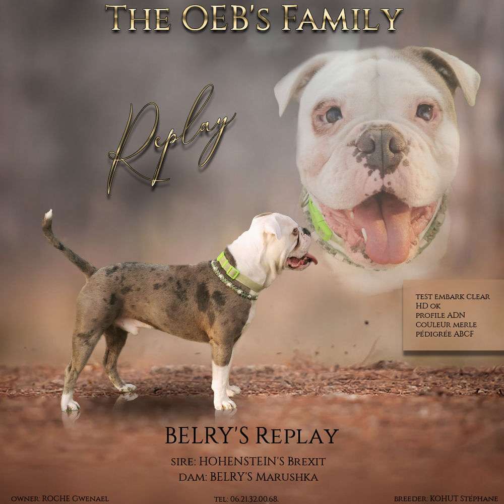   saillie old english bulldog 