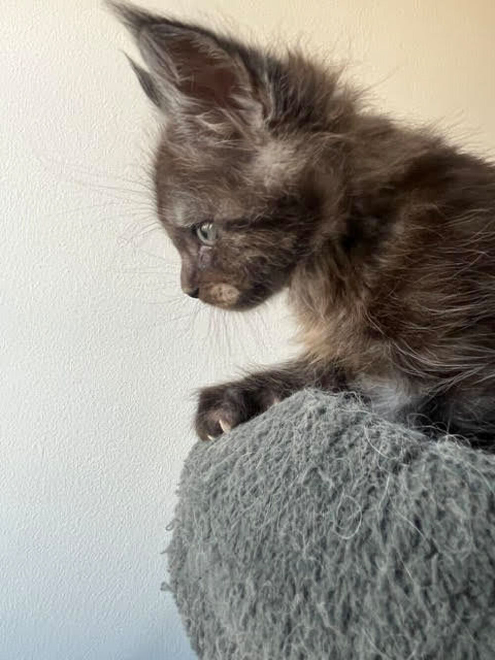  A réserver chaton maine coon lignée russe 