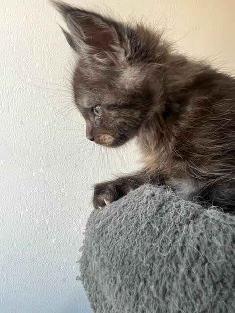 A r&eacute;server chaton maine coon lign&eacute;e russe 1300 28250 La framboisière