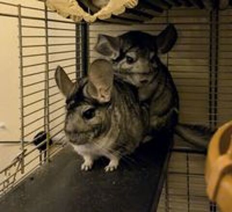   Ekoko & Kolash 