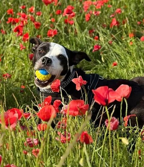 Chien LAIA à l adoption 80 38350 La salle-en-beaumont