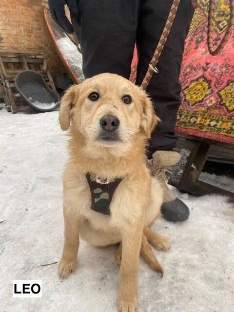 LEO SE TROUVE DANS UN REFUGE EN UKRAINE 0 75018 Paris