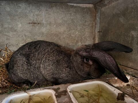Bébé lapine Géant des Flandres pure race 30 38390 Charette