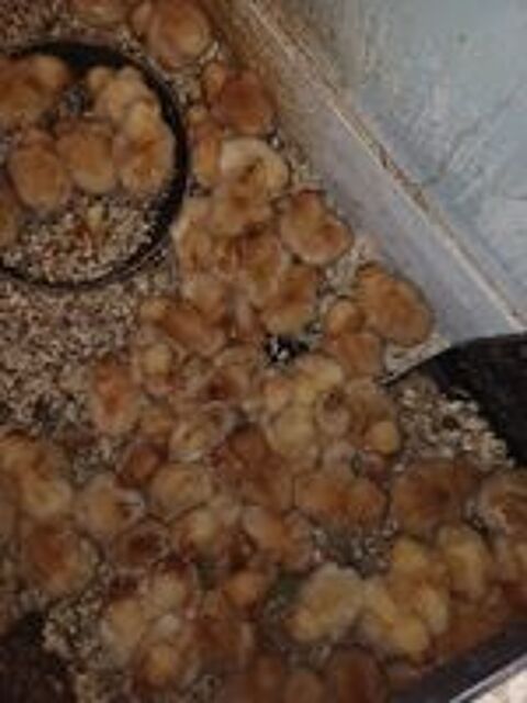  des poussins ?. Pondeuses et blanche grise rousses 