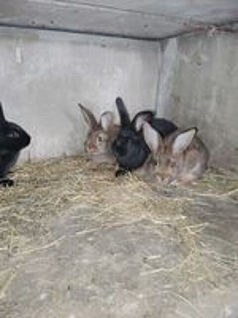   Lapins  