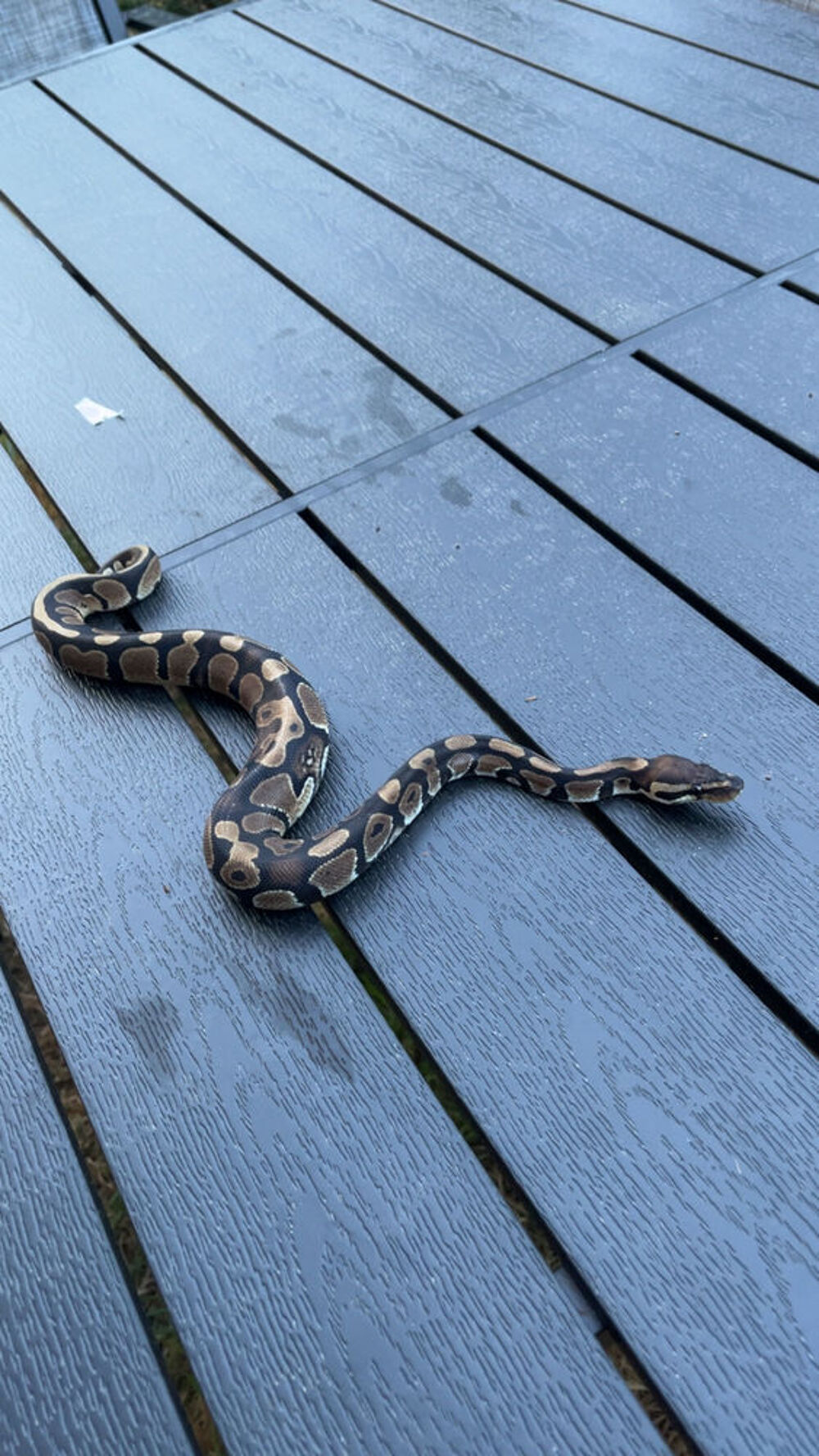 Python Regius 