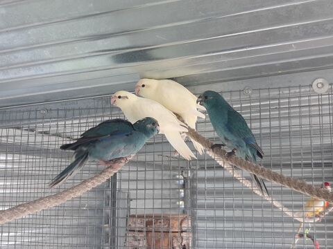 Perruche kakariki B24 45 53200 Ch�teau-gontier