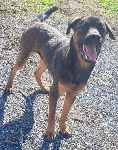 BALOO, type berger, 1 an 220 34500 B�ziers