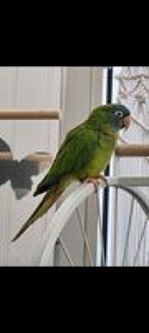   Couple de conure � t�te bleue 