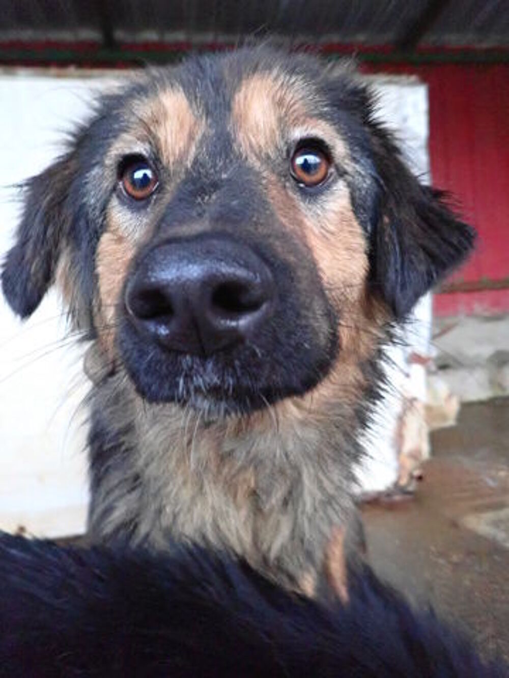   Shiraz à l'adoption 