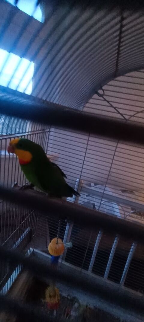 Perruche colier 
Couple 100 57050 Metz