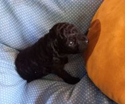   Caniche nain 