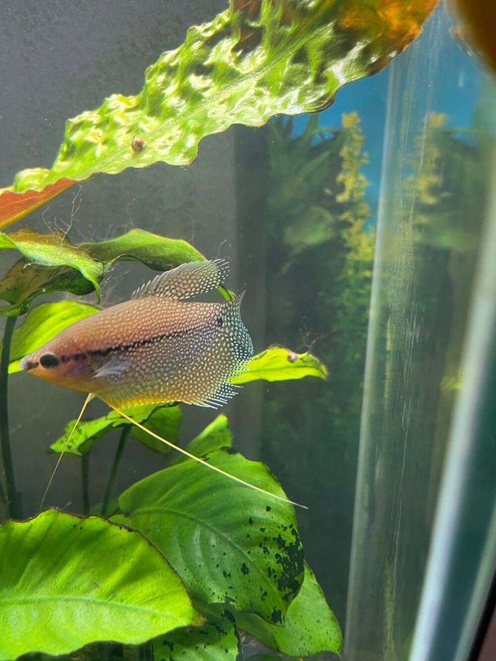 poissons Jardin