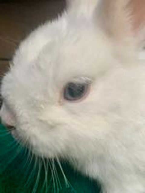   Bébé lapin nain Polonais 