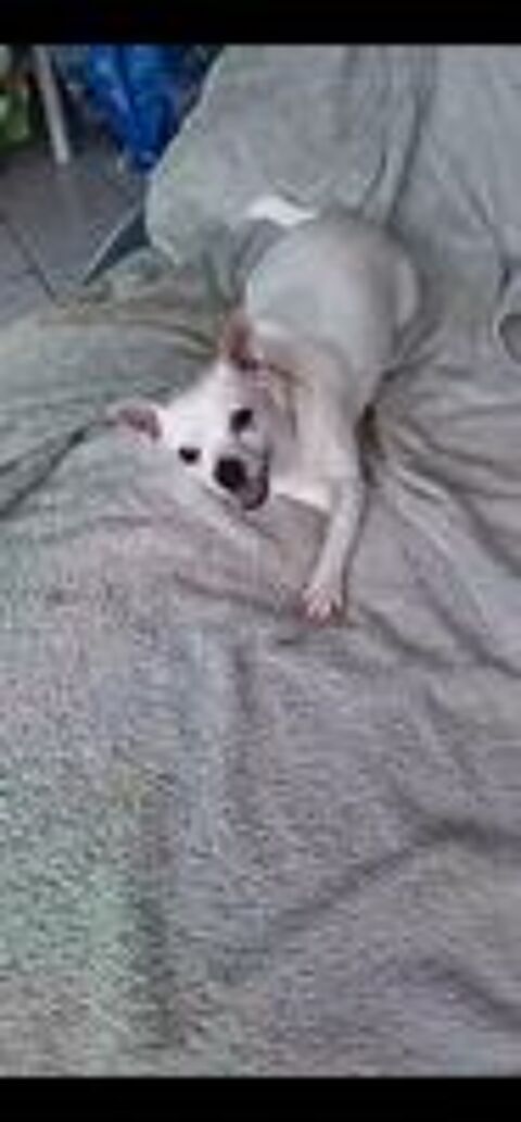   Poupi petite chihuahua pleine d'amour 