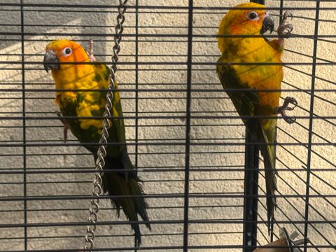 Couple Conure soleil 480 28210 Nogent-le-roi