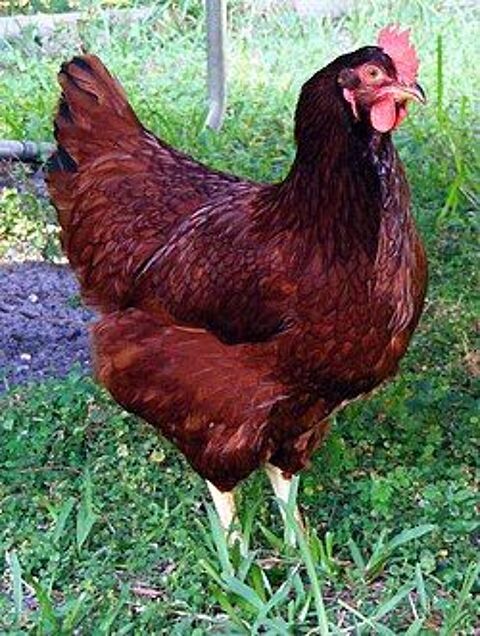 Poules Rousses 25 89270 Vermenton