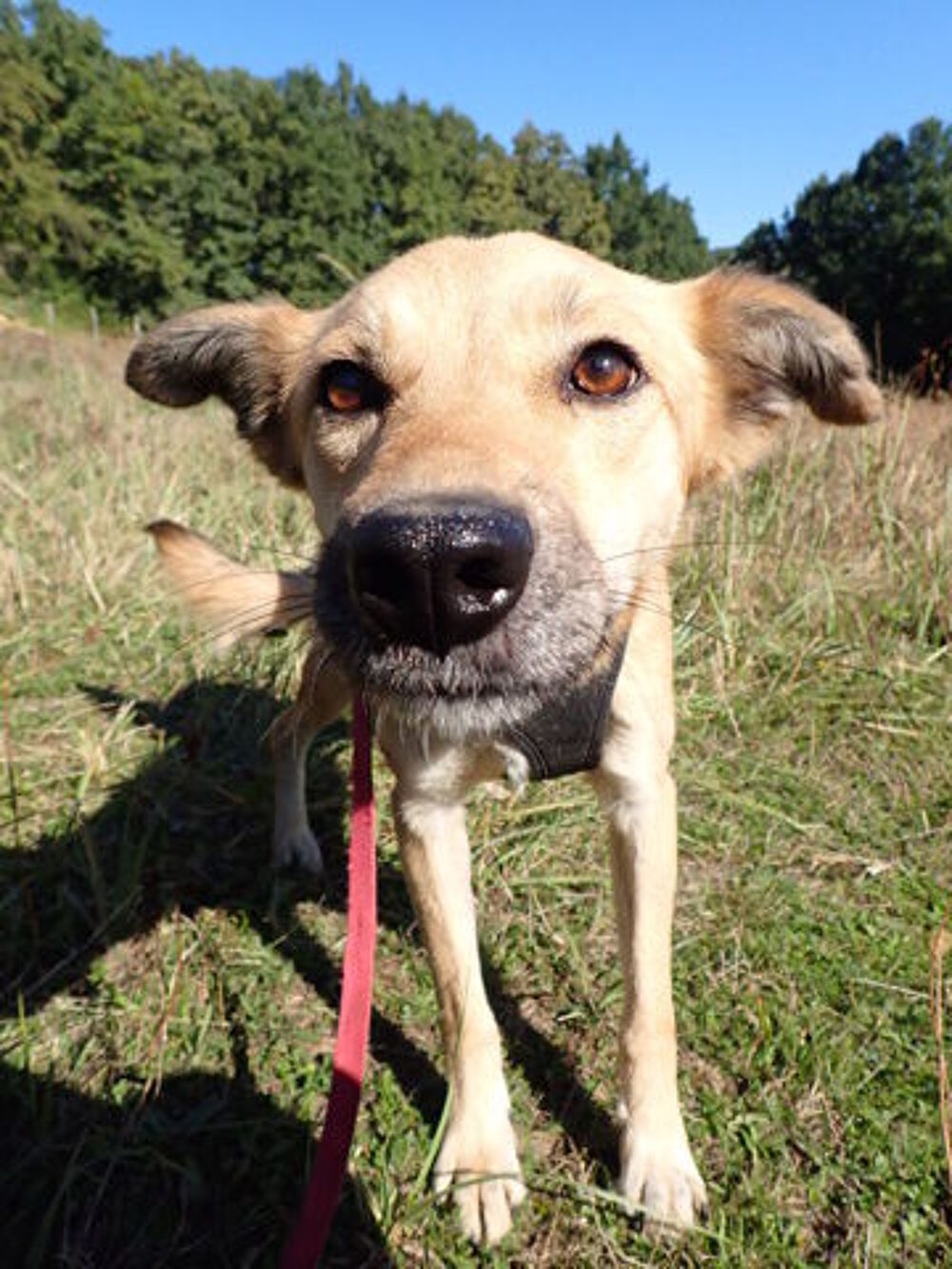   Thalie à l'adoption 