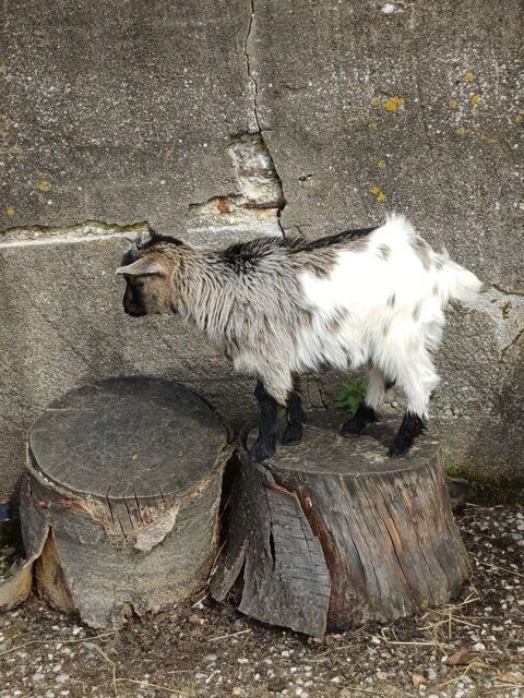 Chevreau nain - m&acirc;le 0 53410 Olivet