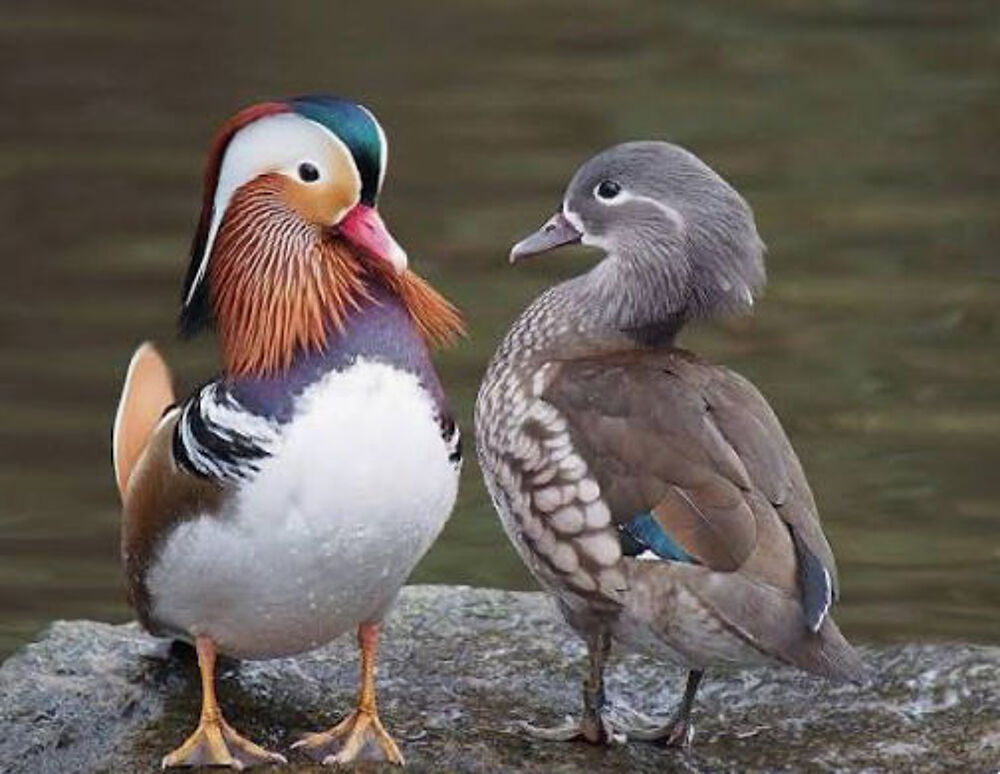   Canard Mandarin mâle 