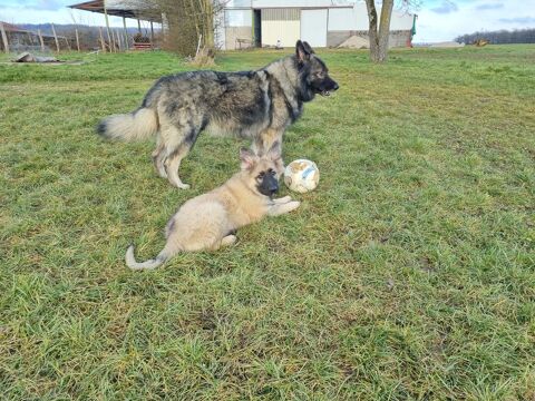 Chiot berger allemand ancien type 1000 52600 Heuilley-le-grand