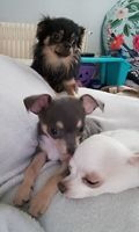   Chiot chihuahua  
