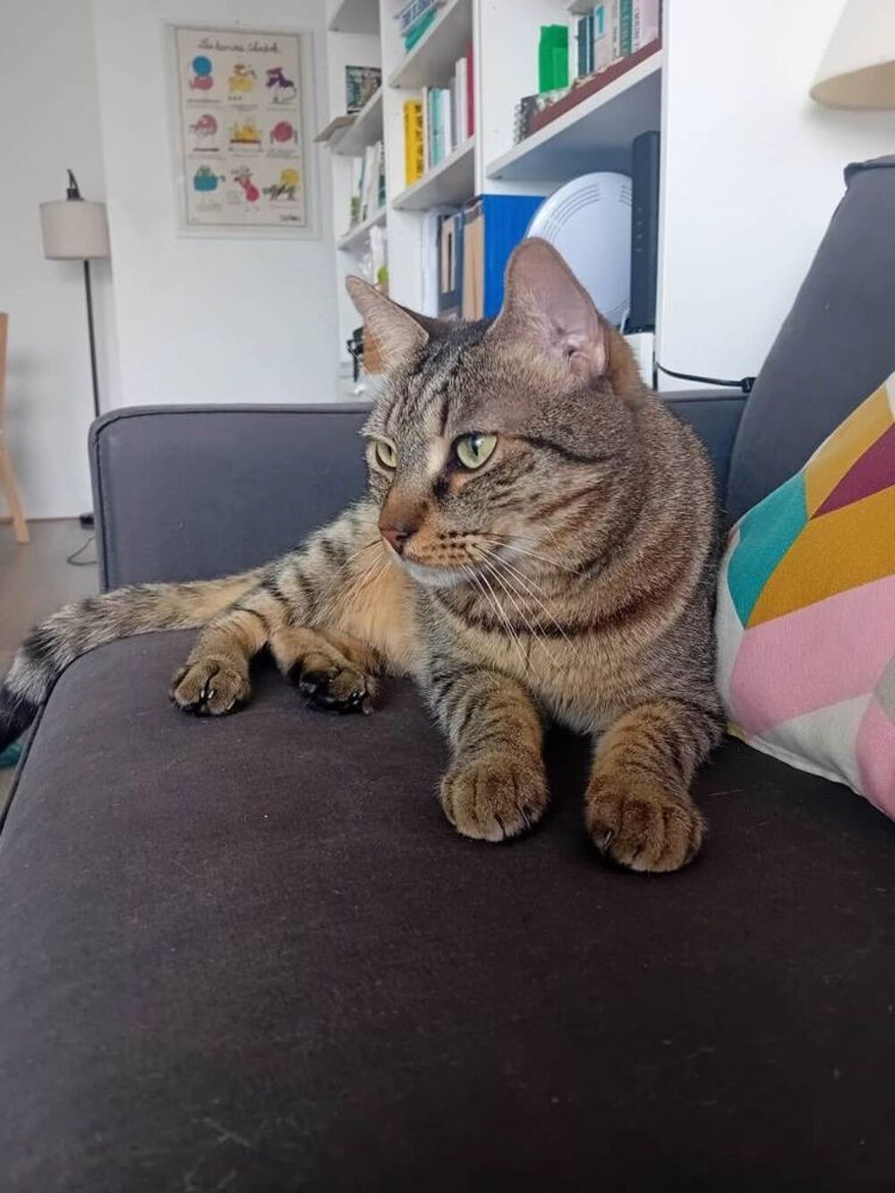   MAURICE  