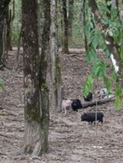   Bébés cochons minis  