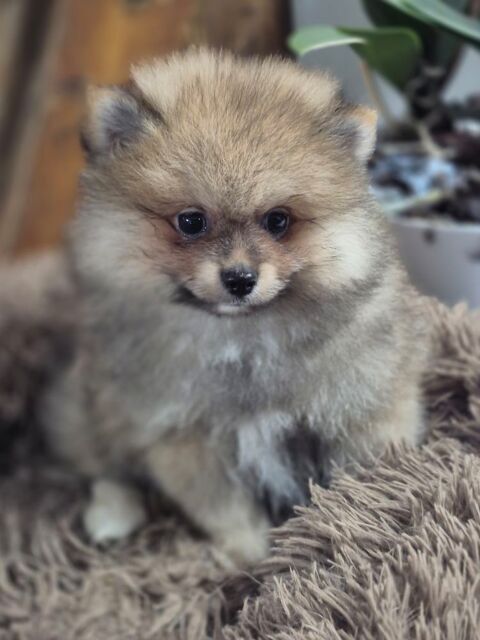 petit spitz 
880 17400 Saint-denis-du-pin