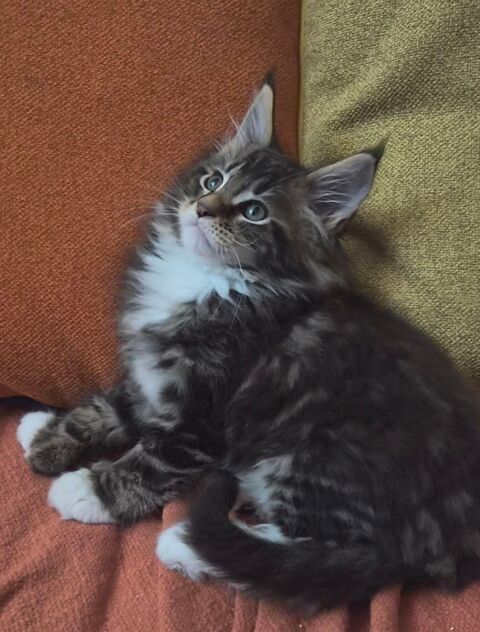 Sublimes B&eacute;b&eacute;s Maine Coon Polydactyles 1300 77300 Fontainebleau