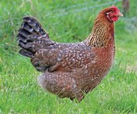 Poule biefelder, idée cadeau anniversaire fêtes des mères 39 77540 Courpalay