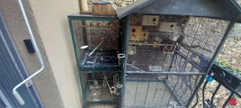   Cage + oiseaux exotiques  