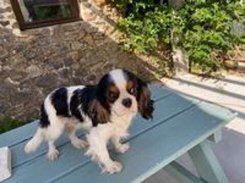   Cavalier King Charles  