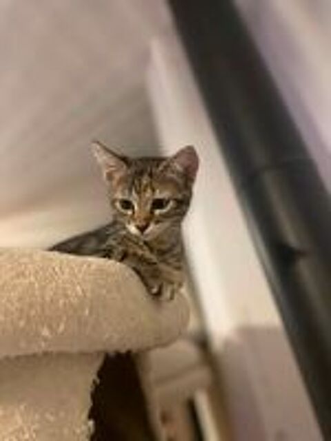   Chat PERLE à l adoption 