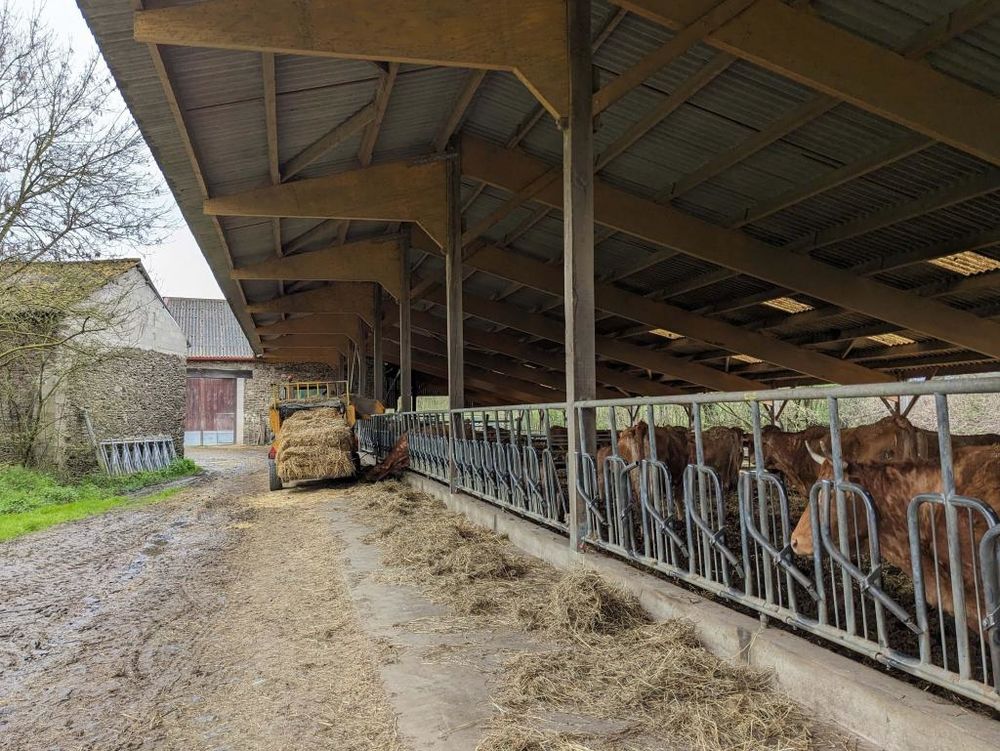 Vente Ferme Ferme bio - Élevage allaitant de sélection limousine - 94Ha Bussière-poitevine
