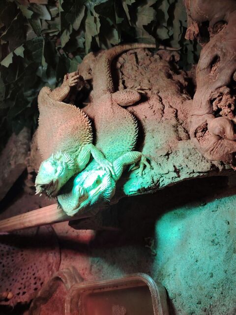 Couple Pogona 150 59200 Tourcoing