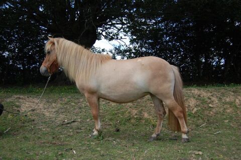 JOLIE PONETTE SHETLAND PLEIN PAPIERS 2000 89000 Auxerre