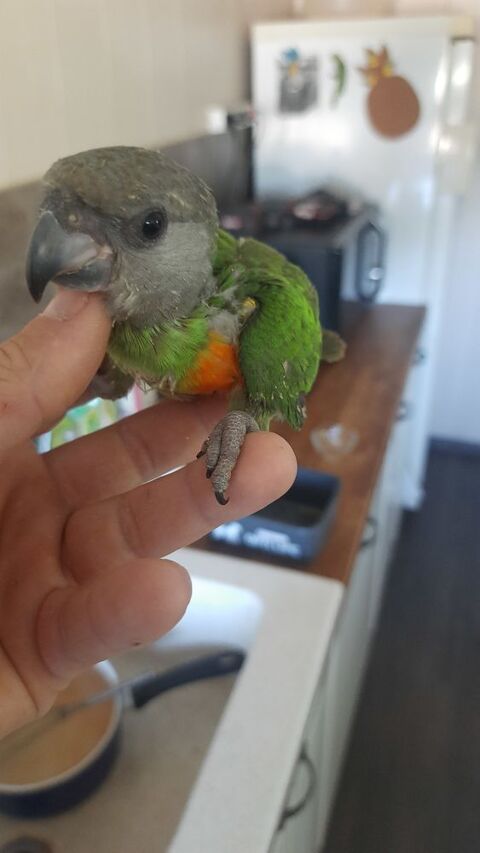 YOUYOU du Senegal 700 83000 Toulon