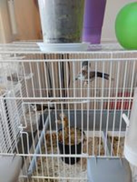   Divers oiseaux exotiques. 