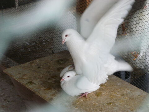 Pigeons hubbell blanc 15 77167 Bagneaux-sur-loing