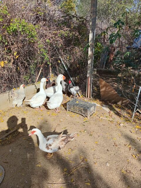 Oies blanches 90 34400 Lunel