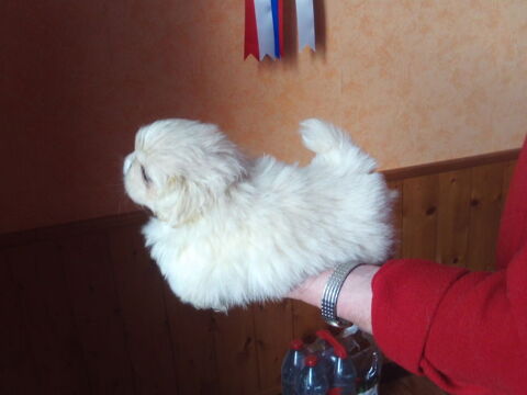 tres belle  femelle blanche a rserver
lof
6 semaines
01100 Oyonnax