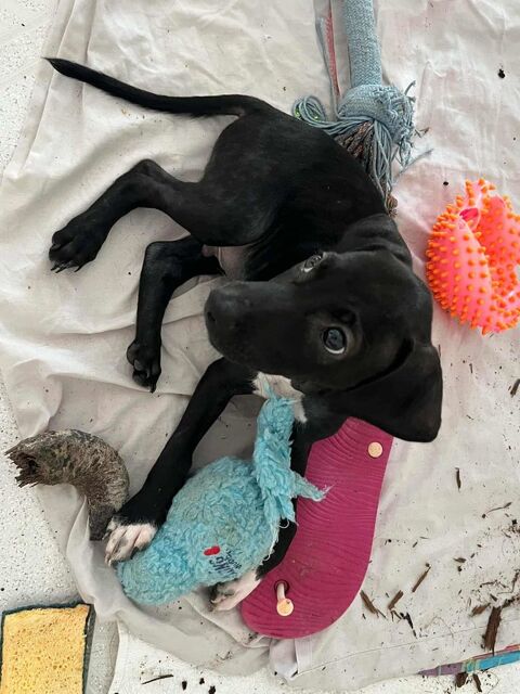 BLACKY POUR LA VIE 300 78000 Versailles