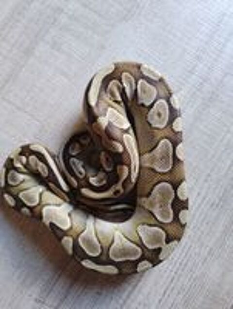   Python regius  