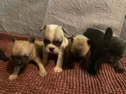   A réserve chiots bouledogue français disponible le 20.07  